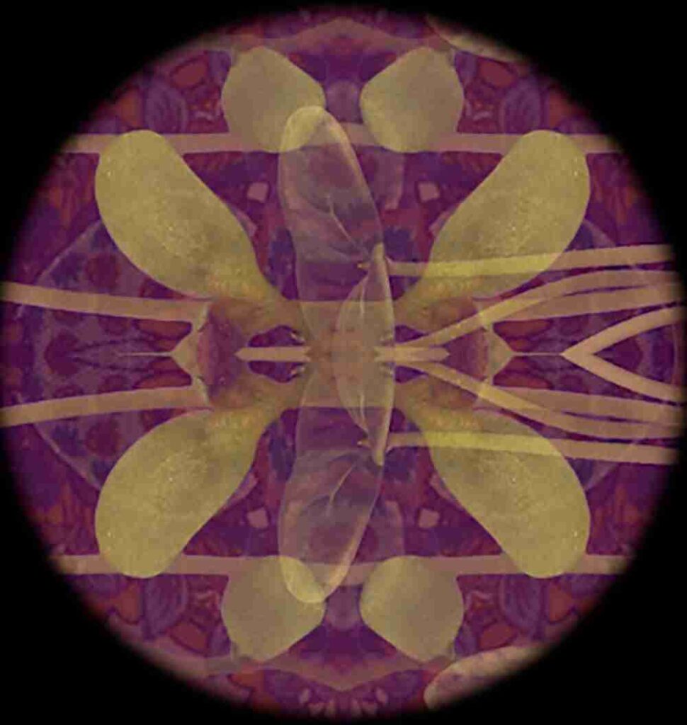 Amanda Besl: Temple of Hortus” Exhibition opens Thursday, March 27, 2025 at UB Center for the Arts Gallery