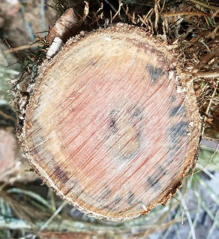 COURTESY DLNR
The landscape ohia trees were infected with Ceratocystis huliohia, the less virulent strain of the fungal pathogen, according to the Hawaii Department of Land and Natural Resources.