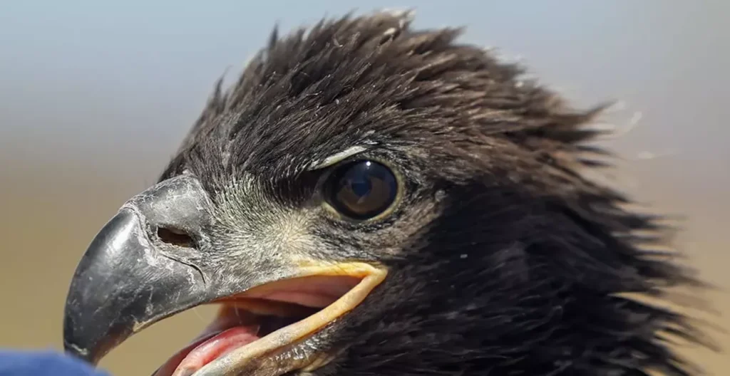 Arizona Game and Fish monitors baby bald eagles at Lake Pleasant