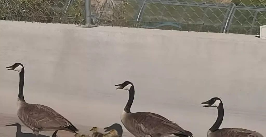 Video: Arizona DPS escorted a family of geese off Mesa freeway