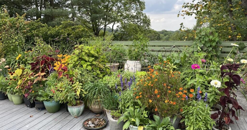WV Herb Association's Spring Gathering to explore woodland plants