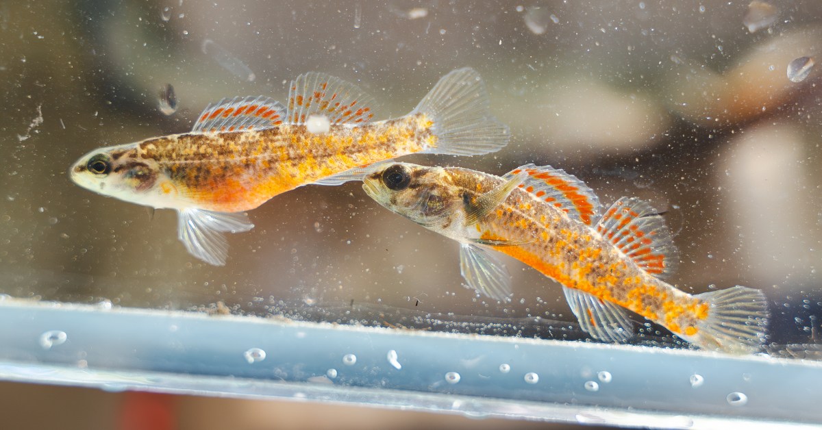 21 weekend events, including Children's of Alabama Indy Grand Prix, May 2-4 24 darters