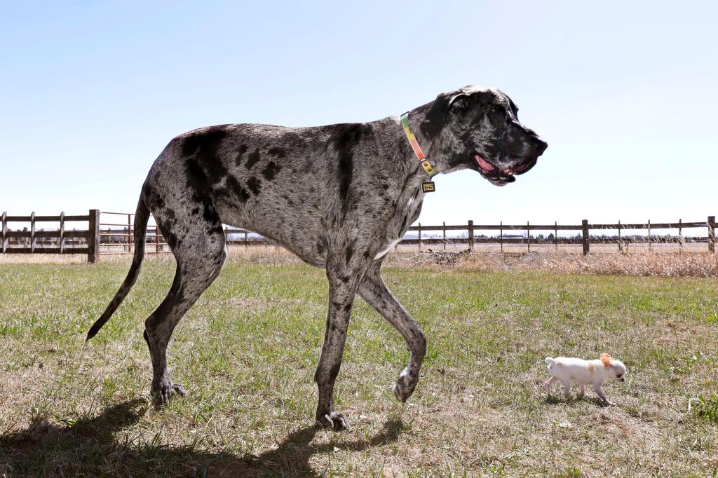 Los perros más alto y más pequeño del mundo se reúnen en EEUU para jugar – Chicago Tribune