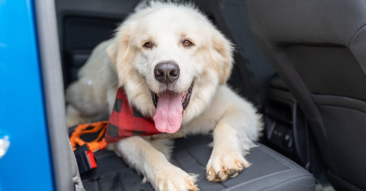 20 weekend events, including Furnace Chicken Festival—May 30-June 1 9 dog at humane society