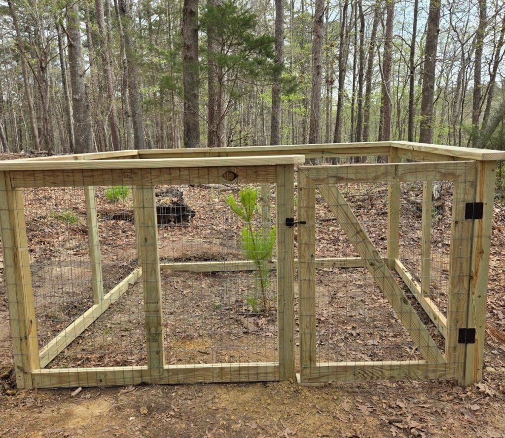 The Moon Tree is surrounded by a fence for the time being, while it establishes roots. Photo courtesy of Durham Parks & Recreation.