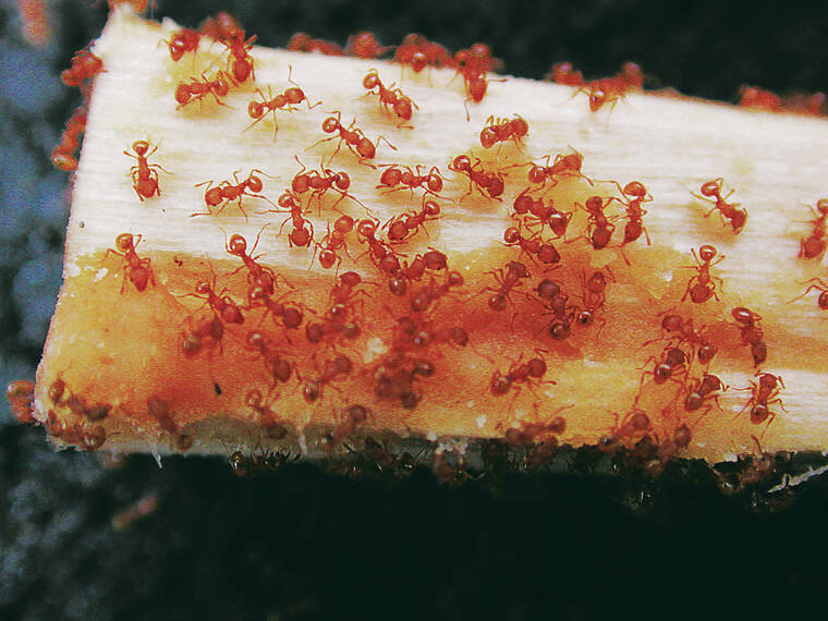 COURTESY HAWAII DEPARTMENT OF AGRICULTURE
Little fire ants are shown.