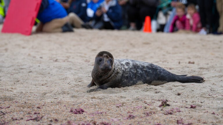 Rehabilitated seals 'galumphed' back into the ocean in R.I.