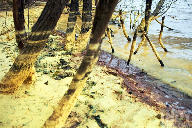 Scientists Weigh in on North Carolina’s Pollen Boom