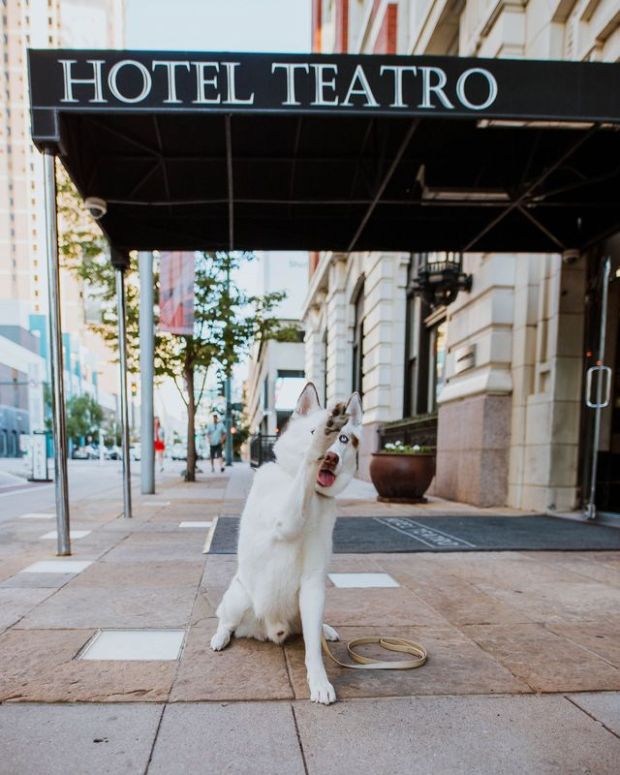 Dogs stay free at Hotel Teatro, which provides a pet goodie bag. (Photo provided by Hotel Teatro)