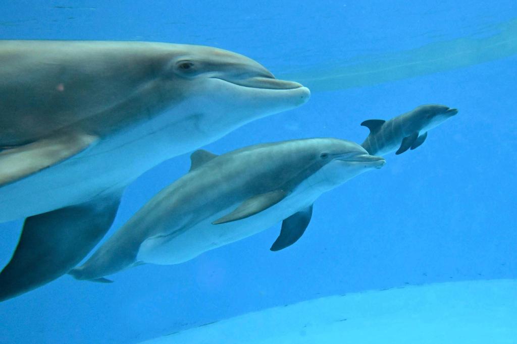 Emotivo nacimiento de delfín en zoológico de Chicago con ayuda de otra madre – Chicago Tribune