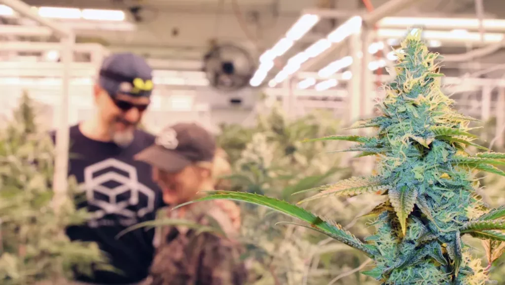 Scott Signs Cannabis Bill That Many Growers Dislike