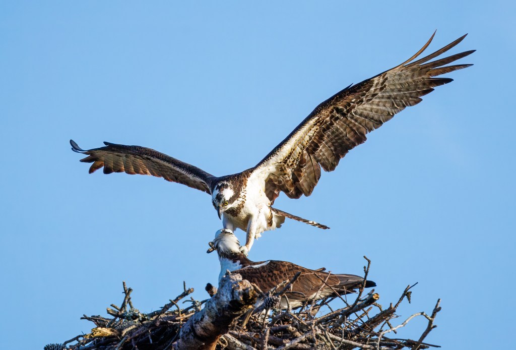 Eastern Shore osprey population 'near complete collapse'