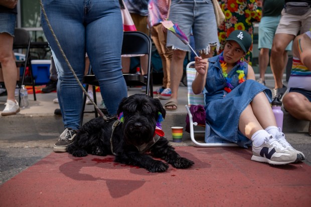 Louie the dog watches the Denver Pride Parade on Sunday,...