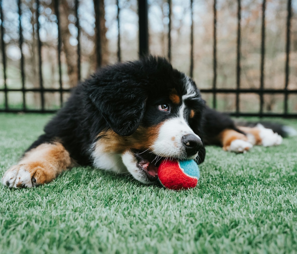Paws at the Net Tennis Tournament Returns