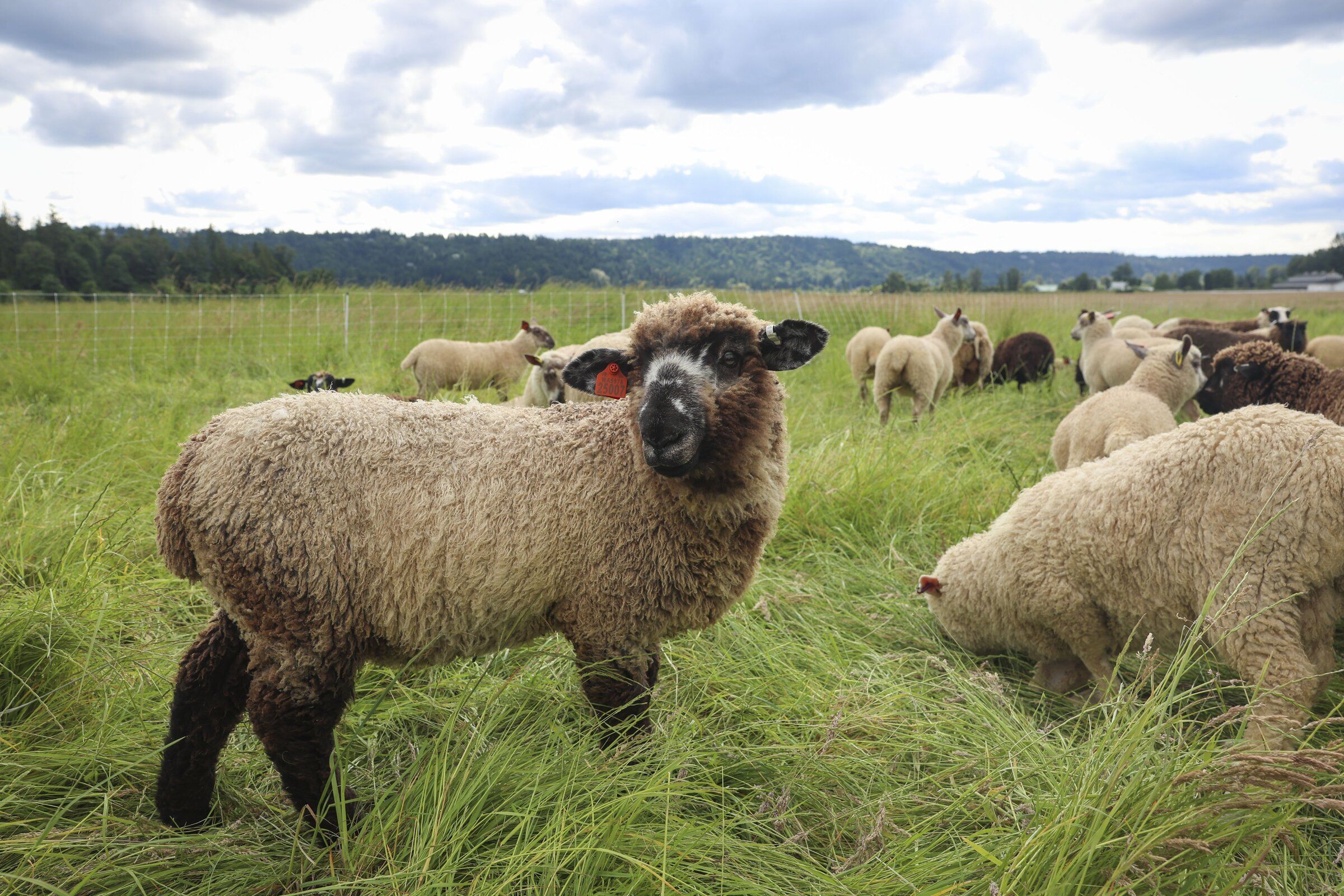 Carnation's sheep, raised for both meat and fleece, include Romney, Finn, Katahdin and Avondale sheep. Avondale sheep were bred to thrive in the wet conditions of Western Washington. (Ivy Ceballo / The Seattle Times)