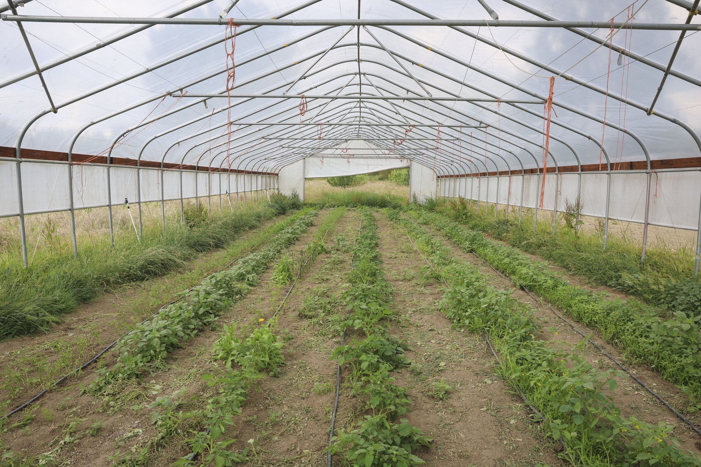 Tomatoes grow in a greenhouse at Carnation Farms in June. (Ivy Ceballo / The Seattle Times)