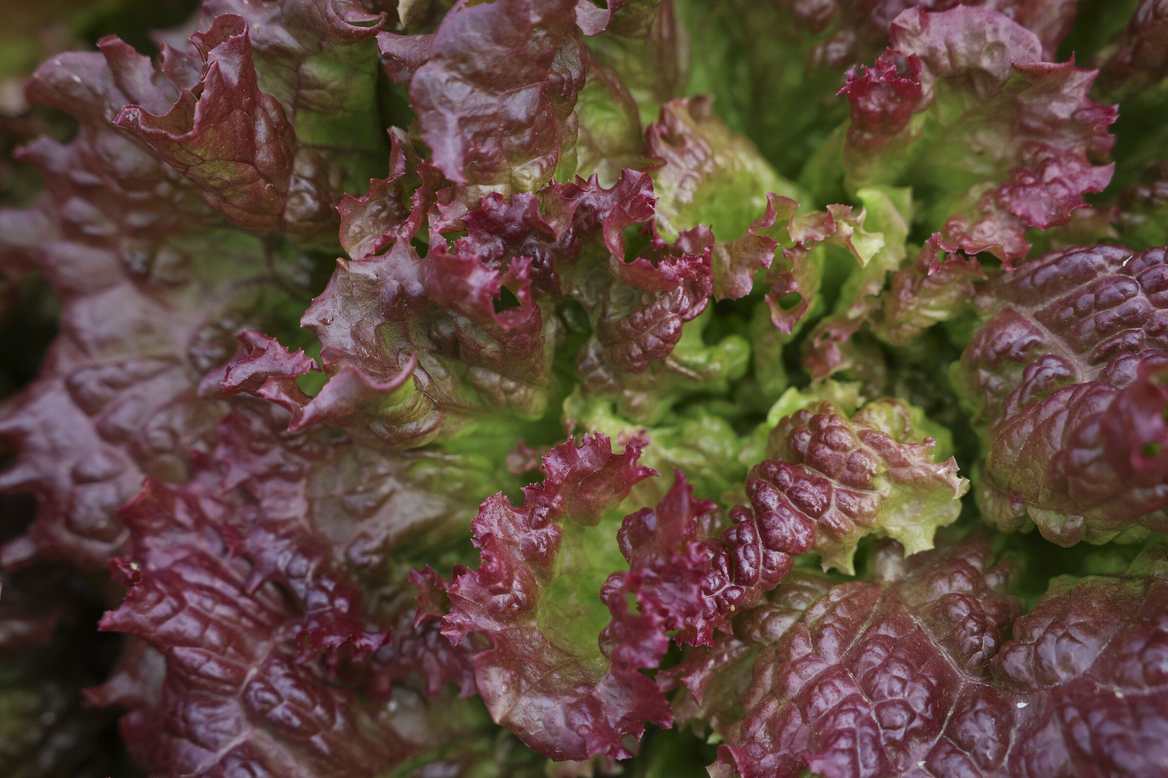 Lettuce is one of many crops grown at Carnation Farms. (Ivy Ceballo / The Seattle Times)