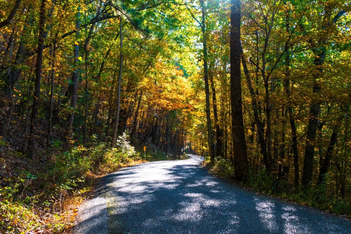 Fall leaves at Oak Mountain State Park