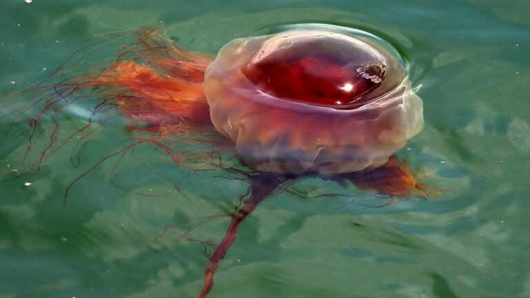 Steer clear of these jellyfish to avoid a painful sting, Gloucester officials say