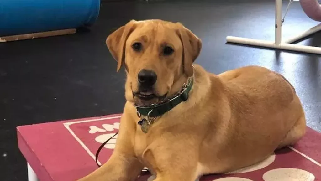 Cordwood Cabin Ranger, 2022-2025 — A Canine Life Cut Short