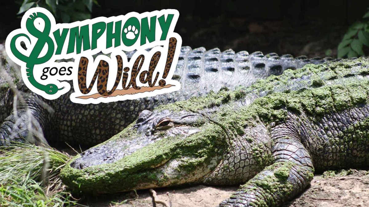 4 surprising ways to enjoy classical music in Birmingham, including a new performance at the zoo 5 Alabama Symphony Orchestra