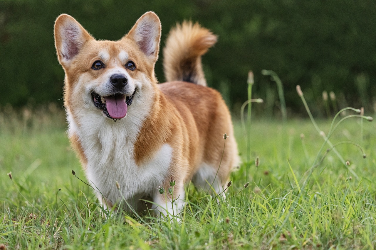 Welsh Corgi dog