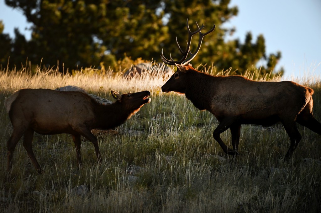 Meadow closures start Sept. 1, 2025 in Rocky Mountain National Park