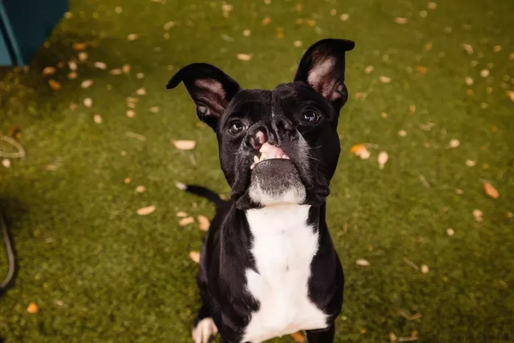 Adoptable pup Oakley is looking for someone to love his very special smile (and personality)