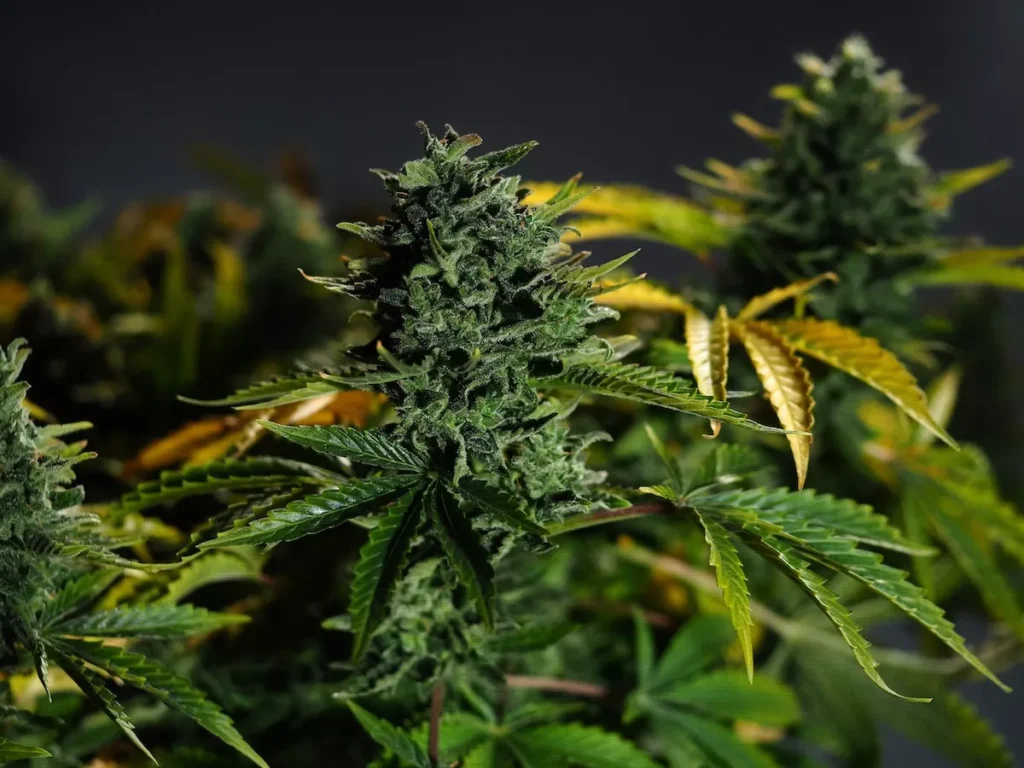 Florida’s top marijuana regulator leaves post as state prepares to defend new medical licenses