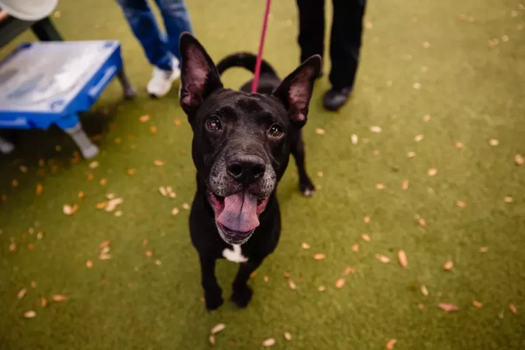 Friendly 5-year-old Diesel is ready to be adopted and recover from a tough past