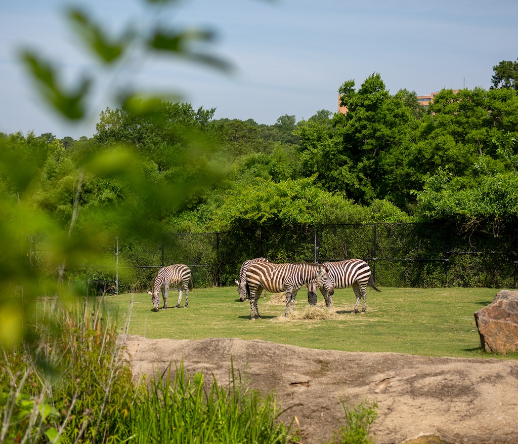 Party Like an Animal at Zoo Brew & Cocktails, Too