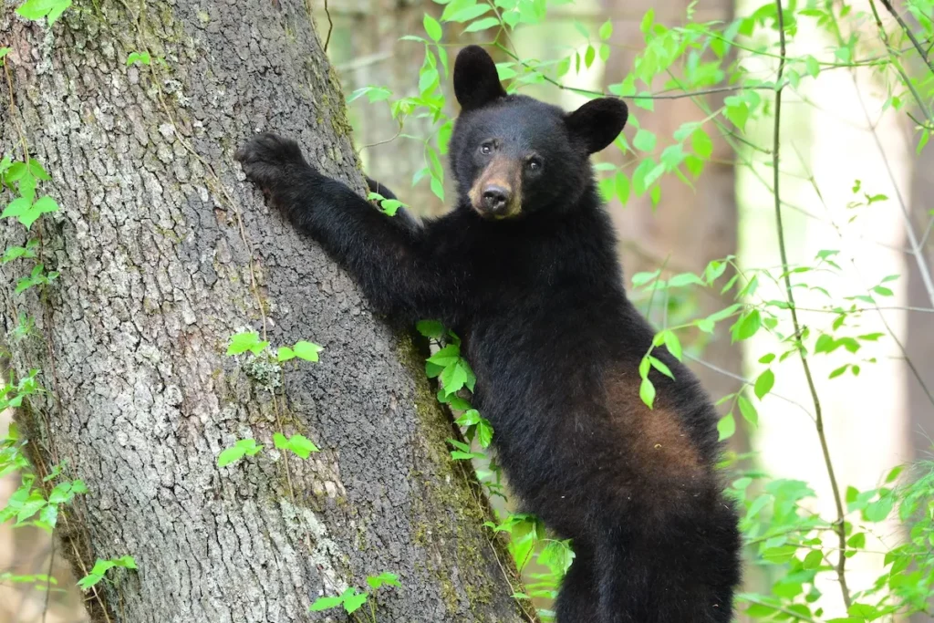 The Sierra Club runs a shuttle for anyone who wants to shut down the Florida bear hunt, and it stops in Orlando