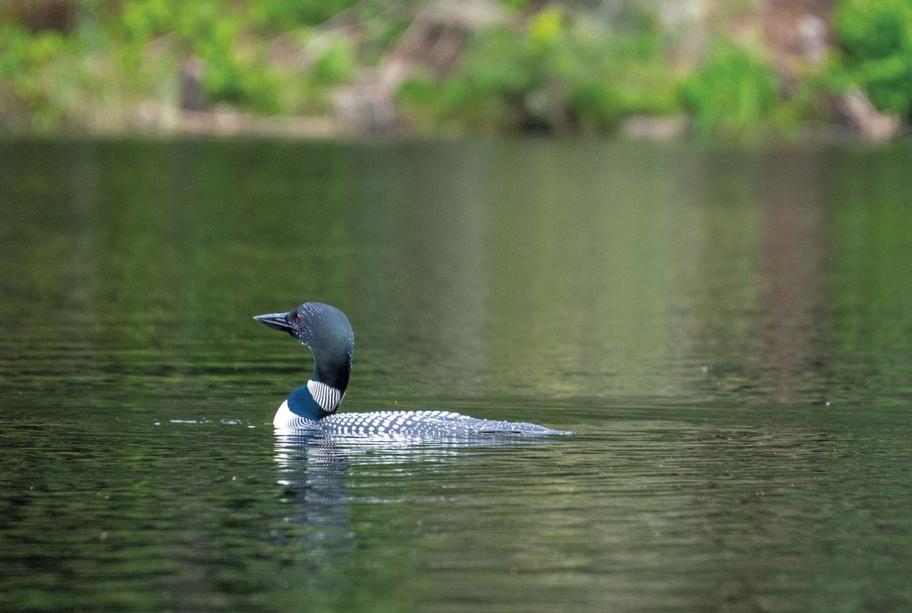 A common loon on the Green River Reservoir