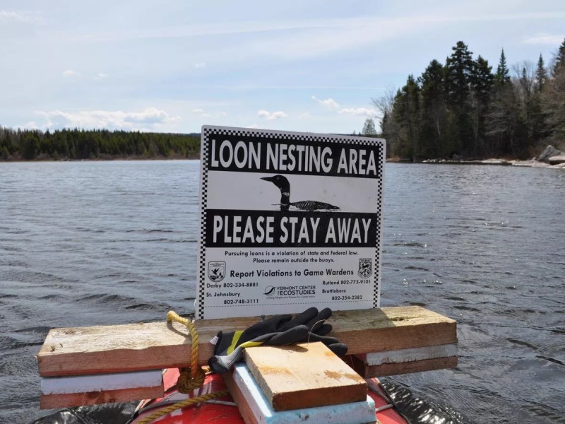 Vermont’s Loon Conservation Gets Lift From Oil Spill Settlement