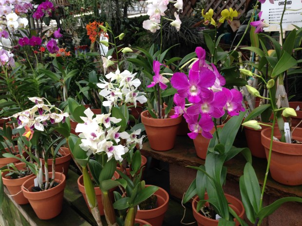 As a gift, orchids communicate delicate beauty, charm and love. (Betty Cahill, Special to The Denver Post)