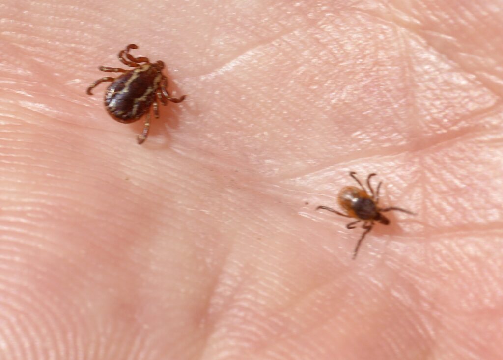 Mainers have many different methods for dealing with ticks