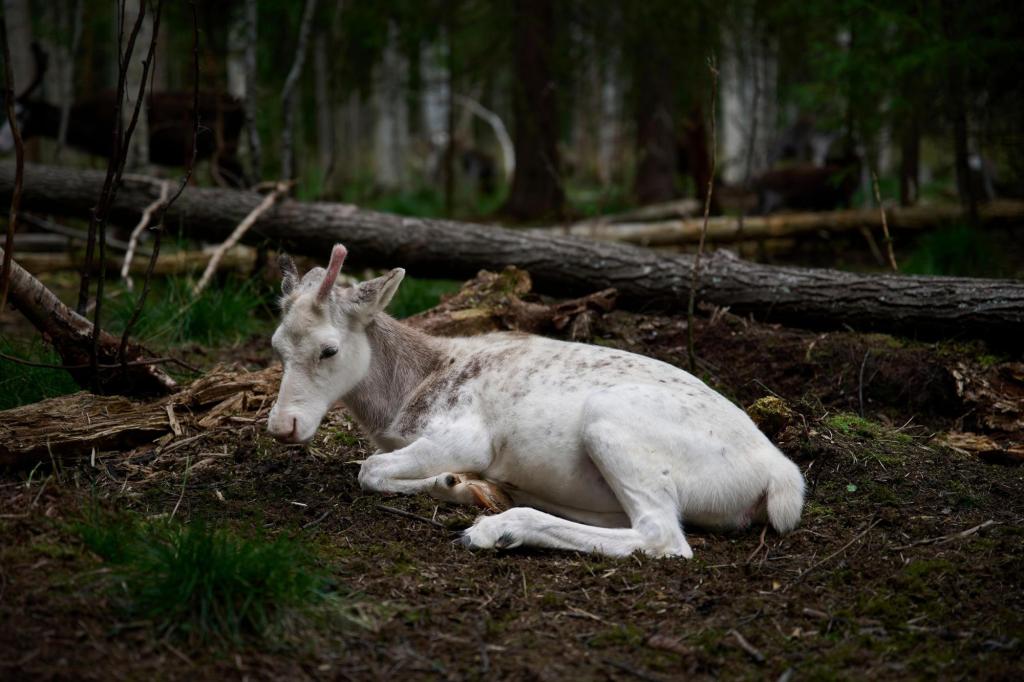 Sweden’s plans to mine rare-earth minerals could ruin the lives of Indigenous Sami reindeer herders