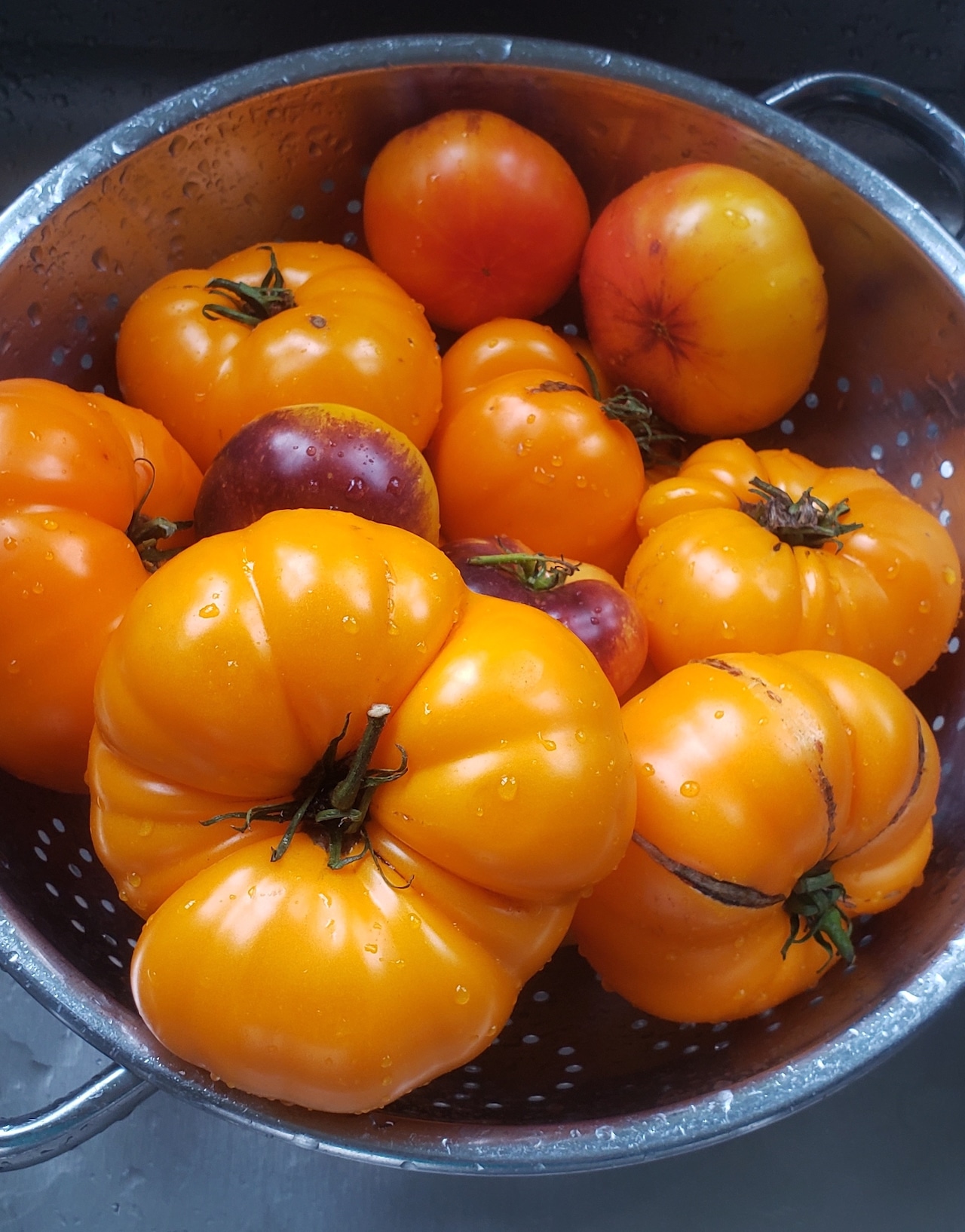 Large, dark yellow tomatoes in a collander