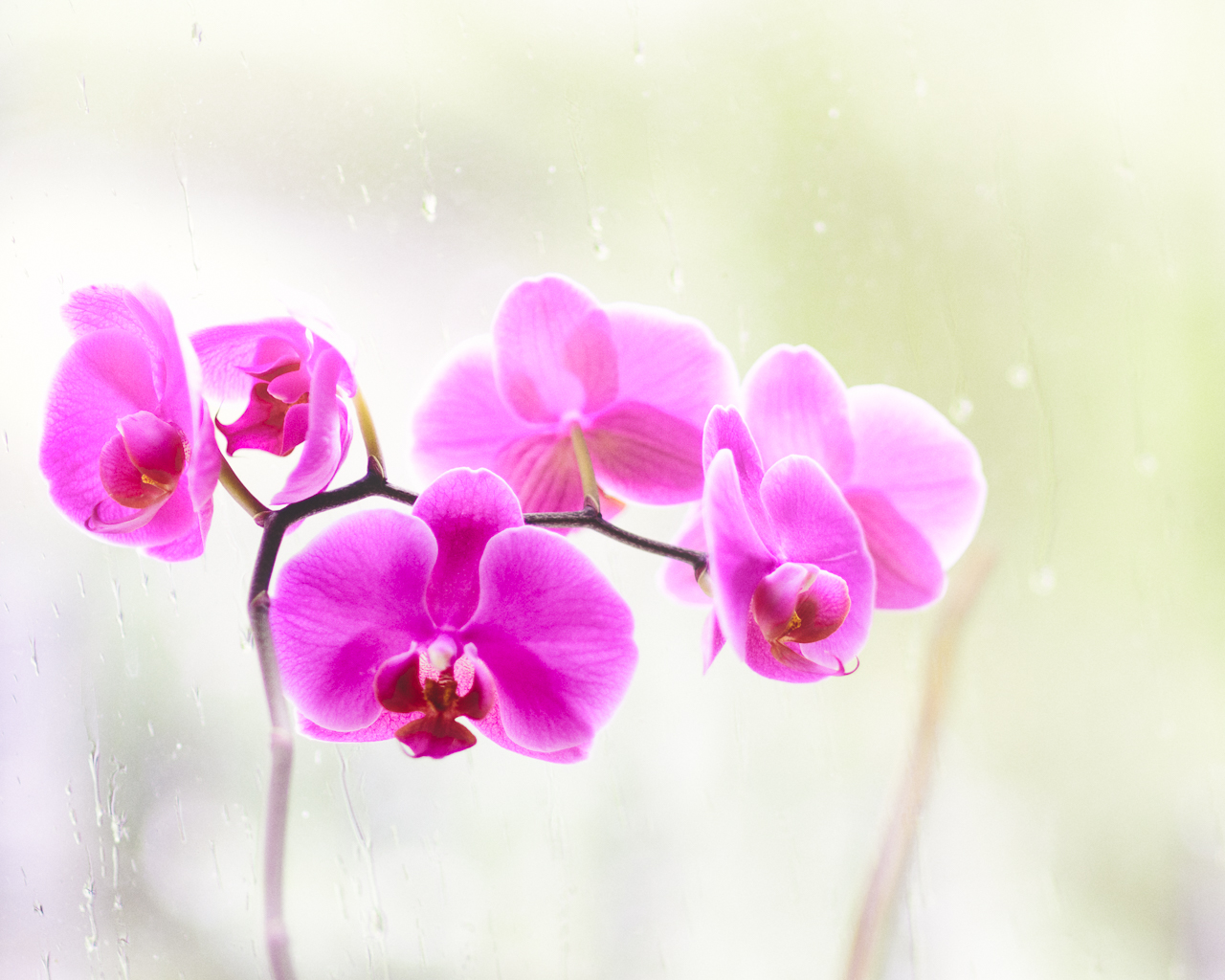 18 weekend events, including South Bound Food Fest + "Wicked"—September 19-21 6 Phalaenopsis Orchid