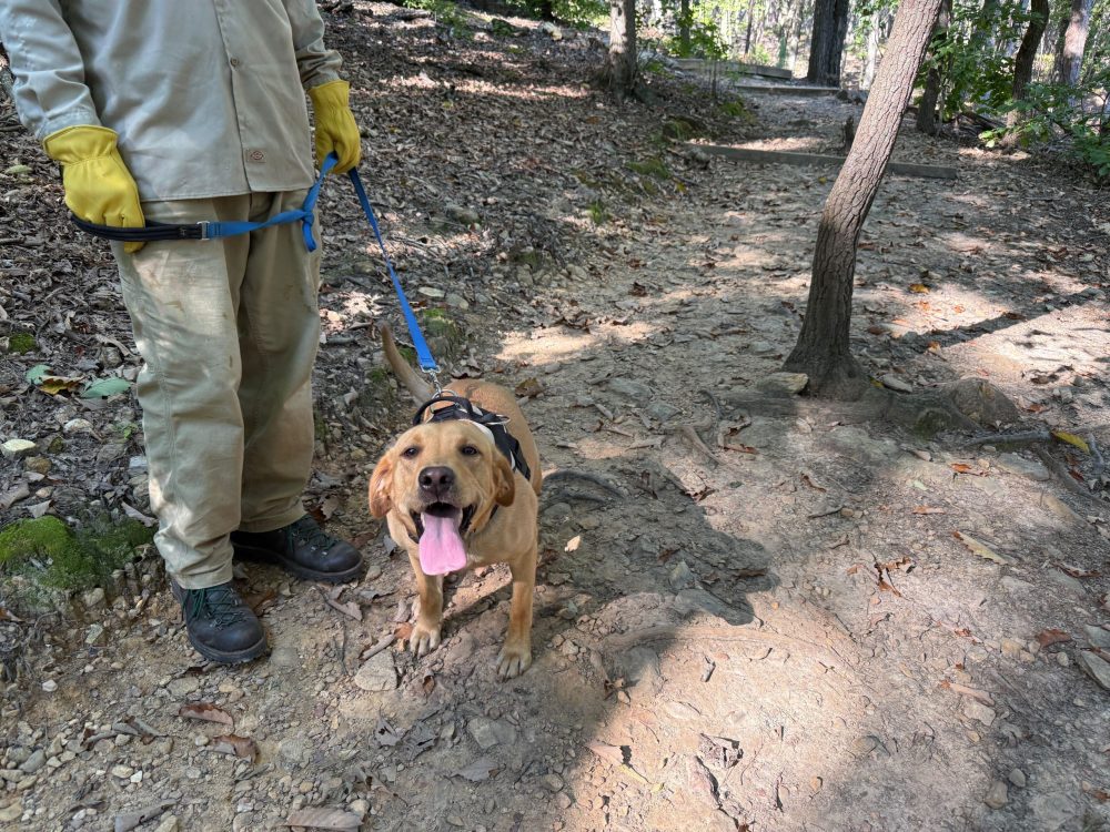 Dog on Eno trail