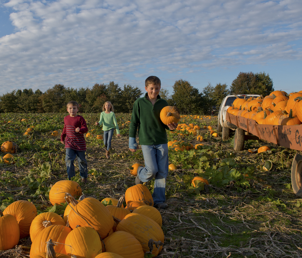 Your Guide to Pumpkin Patches in Central Arkansas
