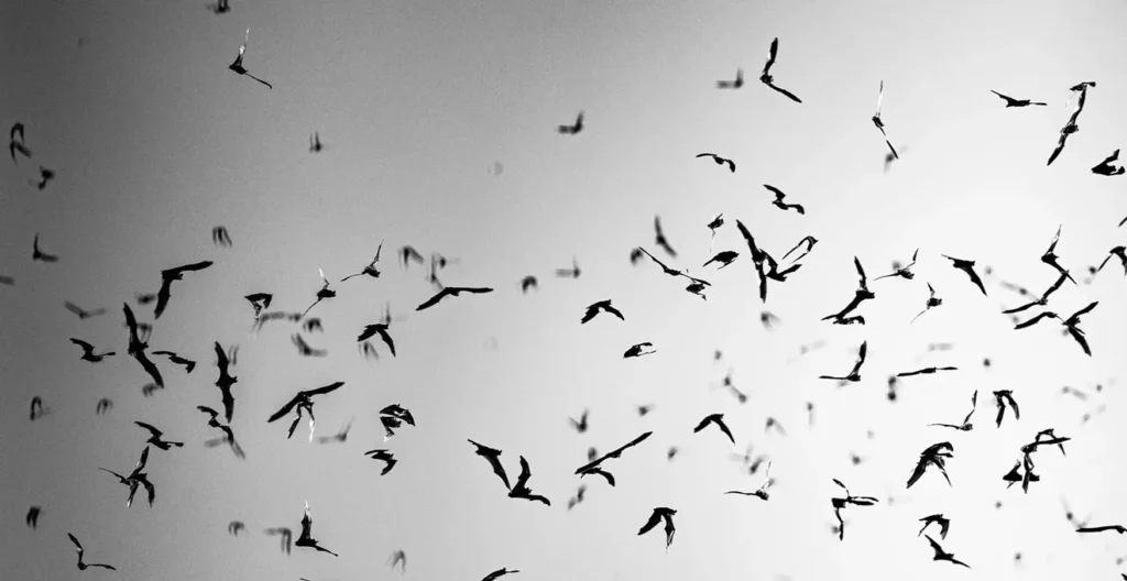 Phoenix Bat Cave: What to know before you go