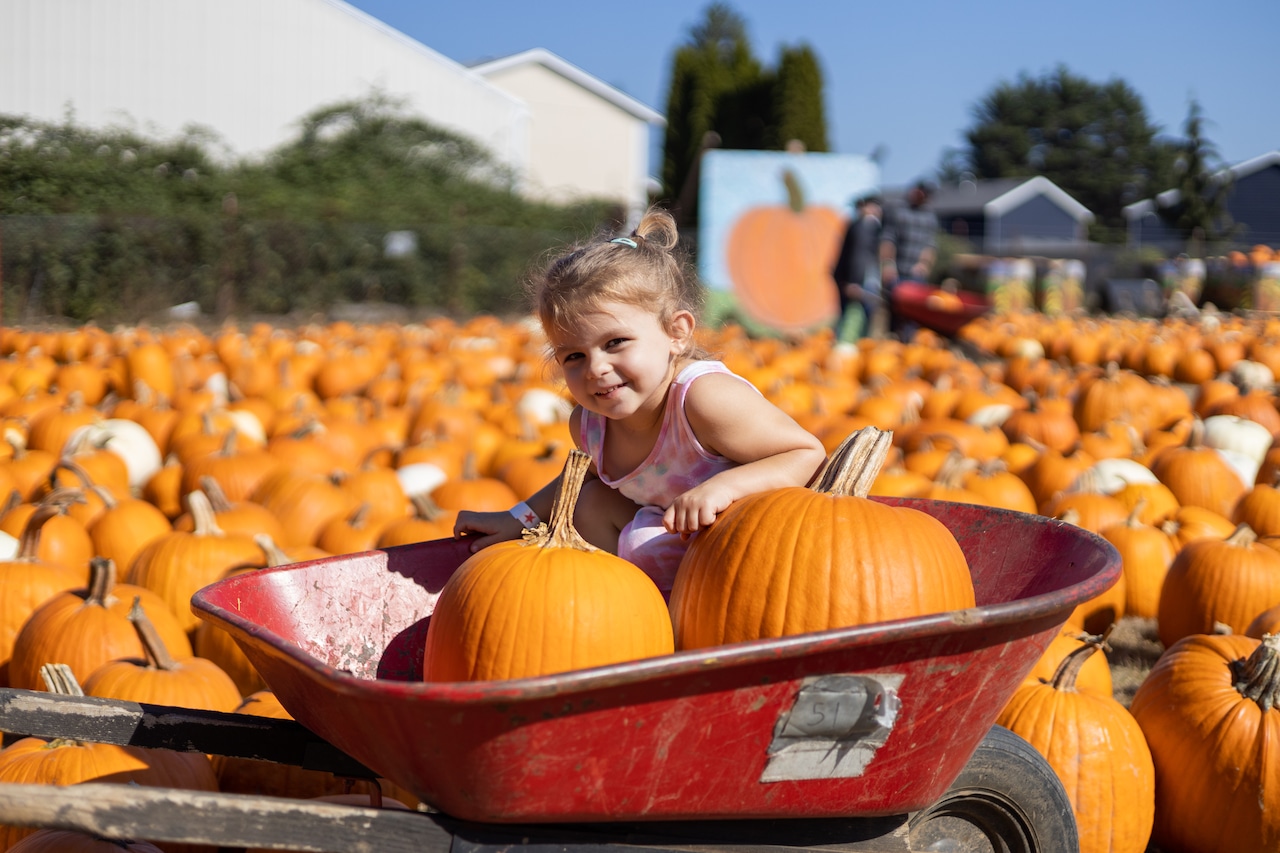 Scenes from the pumpkin patch at Liepold Farms in Boring, Oregon