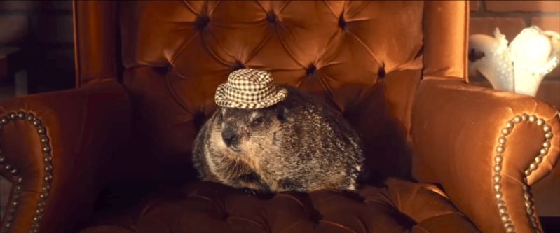 Groundhog wearing a stylish hat.