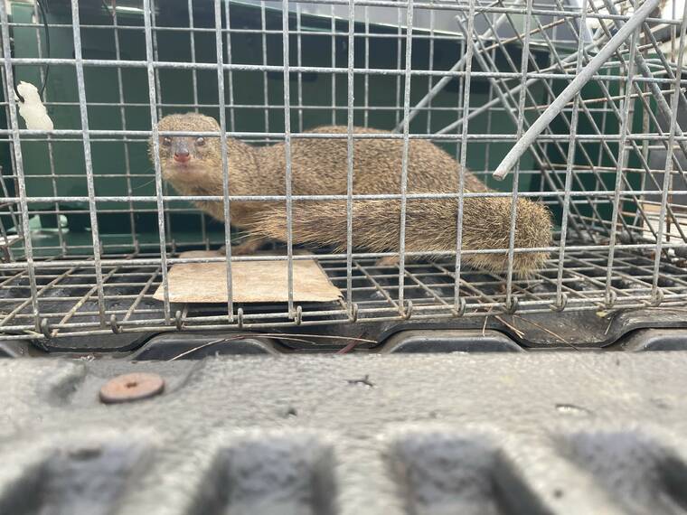 COURTSY KISC
                                A live mongoose was captured in a cage at Kauais Nawiliwili Small Boat Harbor on Friday.