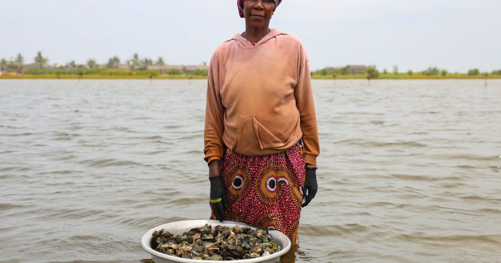 Photos show Ghana’s female oyster farmers sustaining a generational practice