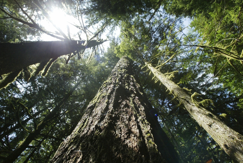 Together, Maine timber companies and conservationists can protect old-growth forests