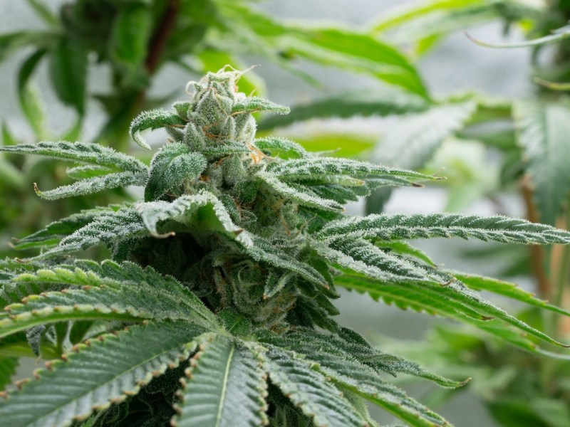 Florida police can’t search cars just because they smell weed, court says