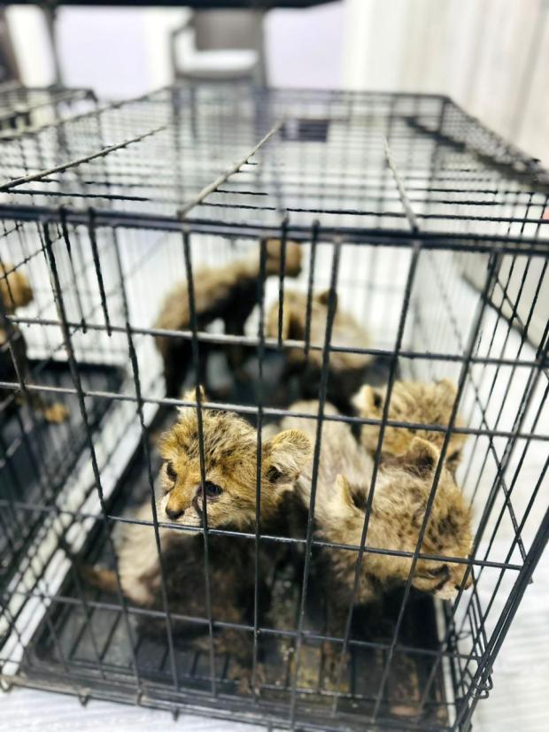 In this photo released by the Ministry of Environment and Climate Change (MoECC), rescued cheetah cubs are seen in cages in Berbera, Somaliland, a semi-autonomous region of Somalia, on Sep. 28, 2025. (MoECC via AP)