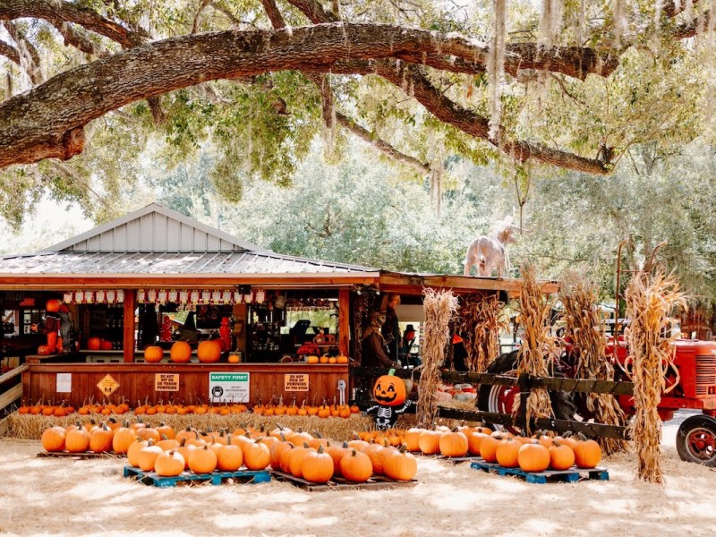 Orlando’s 20 best pumpkin patches, corn mazes and fall fests